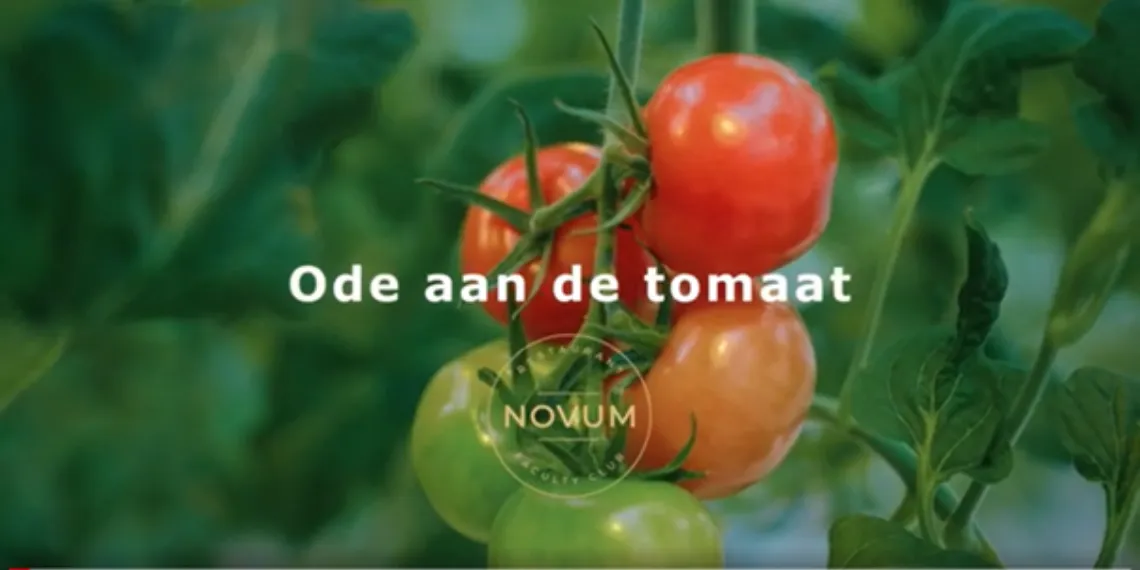 Ode aan de tomaat
